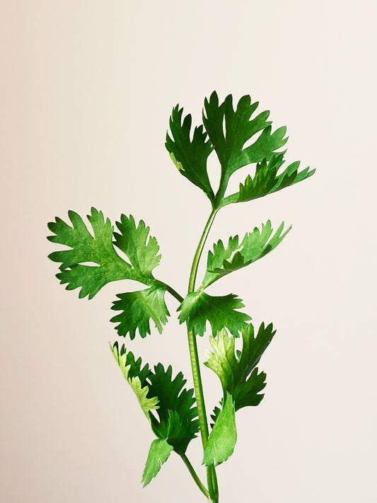 Green parsley leaves on off-white background. Photo by (Mostafa Agami)